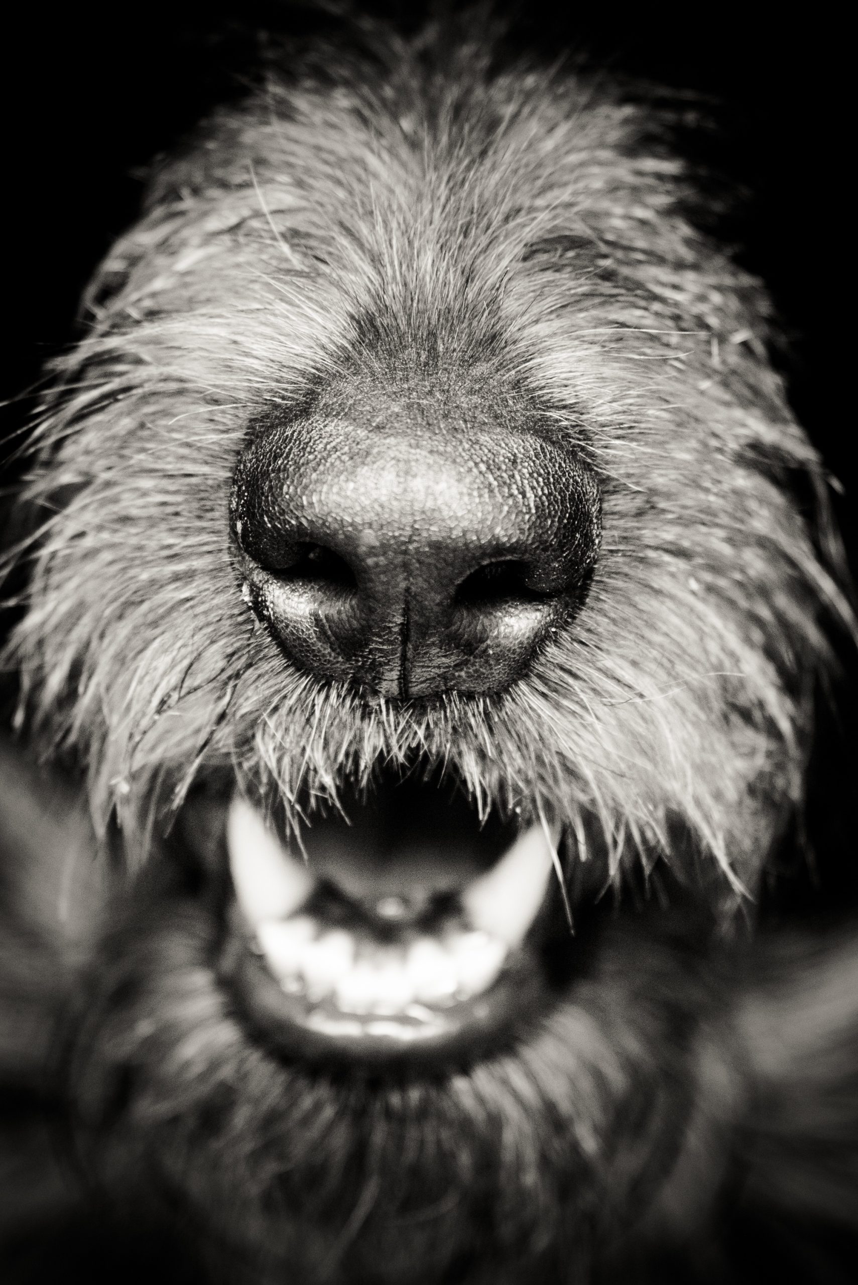 Close up hairy dog's nose. Free public domain CC0 photo.